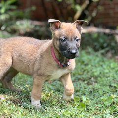 Belgian Malinois, German Shepherd, and Working Dog Cross Puppies from Laeknir K9