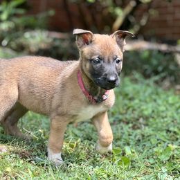 Belgian Malinois, German Shepherd, and Working Dog Cross Puppies from Laeknir K9