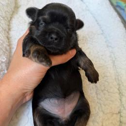 Zora - female Shih Tzu puppy in Kettering, Ohio from The Ruff Life Tribe