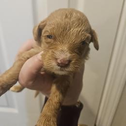 Maddie - Red and white female Cockapoo puppy in Galena, Illinois from Perry's doodles