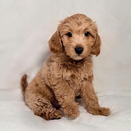 Rosalie (Pink) - Apricot female Goldendoodle puppy in Portland, Oregon from Smith Family Doodles