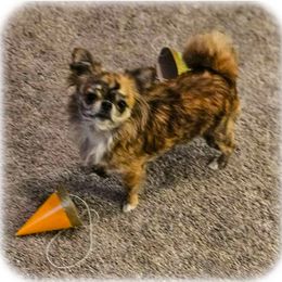 Chihuahua Puppies from Country Charm Chihuahuas