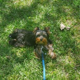 Uno - Yorkshire Terrier