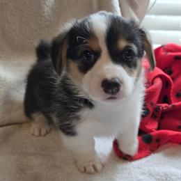 Pembroke Welsh Corgi Puppies from Larile Farm