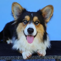 Lev - Cardigan Welsh Corgi