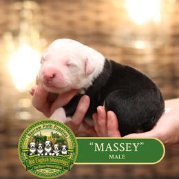 Massey - Gray and white male Old English Sheepdog puppy in Cleveland, Tennessee from Narrow Path Old English & Sheepadoodles