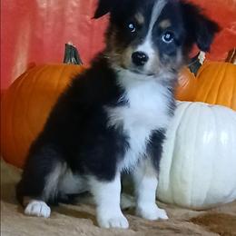 Patsy - Black tri female Miniature Australian Shepherd puppy in Elkhart, Texas from Donaldson Dogz
