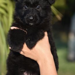 Max - Black male German Shepherd puppy in Azle, Texas from Nuckol's Canines German Shepherds