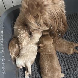 Maltipoo puppies from Pretty Poo