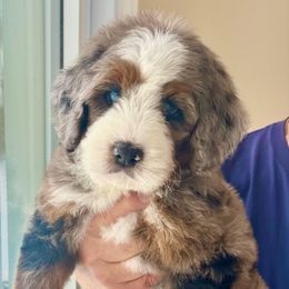 Xavier - Blue merle male Bernedoodle puppy in Mattawan, Michigan from KaZoo Doodles