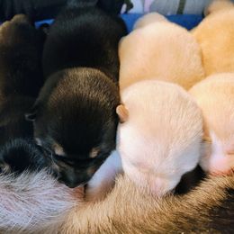 Pug and Shiba Inu Puppies from khshibas-khpugs