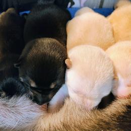 Pug and Shiba Inu Puppies from khshibas-khpugs