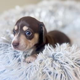 Aramis - Chocolate and cream male Dachshund puppy in Livingston, Louisiana from DivaDoxi