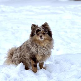 Chai - Chocolate merle female Pomeranian puppy in Canandaigua, New York from Fingerlakes Pomeranians