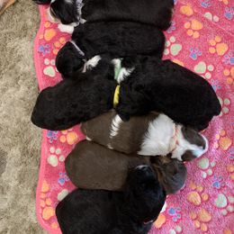 Aussiedoodle Puppies from North Idaho Miniature Aussiedoodles