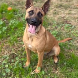 Sunny - Black tan and white female Siberian Husky puppy in York, Maine from Maine Coast Huskies