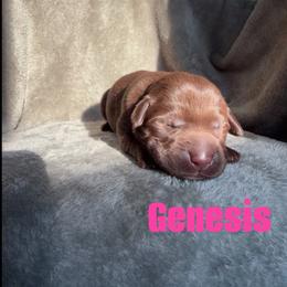 Genesis - Chocolate female Labrador Retriever puppy in Lucasville, Ohio from Backwoods Labradors