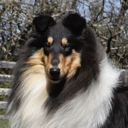 Figaro - Collie