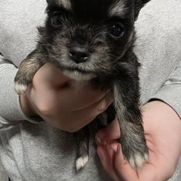 Nova - Black and white female Chihuahua puppy in Wytheville, Virginia from Southwest Virginia Chihuahua