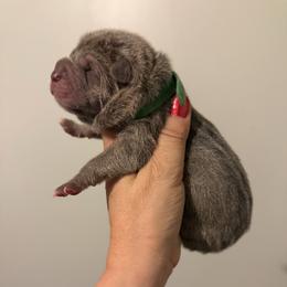 Blue brindle - Blue male Chinese Shar-Pei puppy in North Carolina from Amy Mahaffey's Chinese Shar-Pei