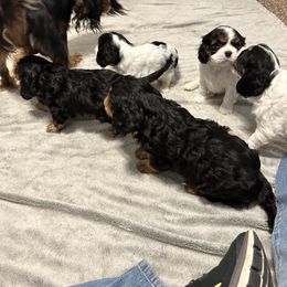 Cavalier King Charles Spaniel Puppies from Mydee Cavaliers