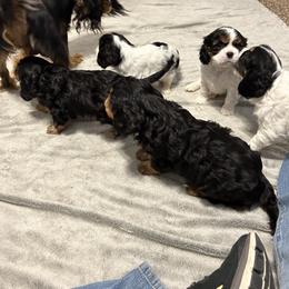Cavalier King Charles Spaniel Puppies from Mydee Cavaliers