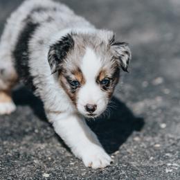 Australian Shepherd Puppies from Louvre Australian Shepherds