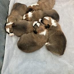 Pembroke Welsh Corgi Puppies from Nielsen's Straight Arrow Corgis