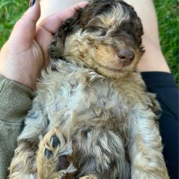 Anna - Red merle female Aussiedoodle puppy in Upper Lake, California from Redwood Aussiedoodles