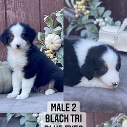 Australian Shepherd Puppies from Cricket Flat Kennel