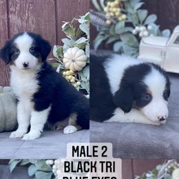 Australian Shepherd Puppies from Cricket Flat Kennel
