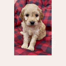 Lark - Apricot female Goldendoodle puppy in Sterling, Connecticut from Justine’s Retrievers and Doodles, LLC