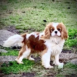 Bravo - Cavalier King Charles Spaniel