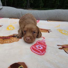 Chocolate based ee red (poss dapple) - Chocolate male Dachshund puppy in West Plains, Missouri from Spring Creek Dachshunds