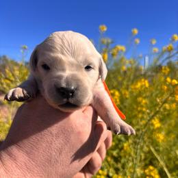 Orange boy - Light golden male Golden Retriever puppy in Pahrump, Nevada from Southern Nevada Goldens