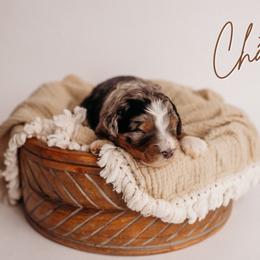 Château - Blue merle male Bernedoodle puppy in Grants Pass, Oregon from Royal Empire Bernedoodles