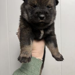 Taiki - Shikoku puppy from Kiseki No Yama