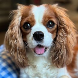Cavalier King Charles Spaniels from Montpelier Cavaliers