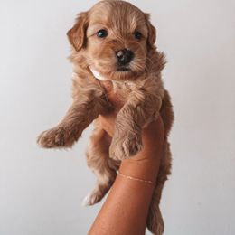Coconut Cream Pie (Cream Collar) - Red  female Goldendoodle puppy in Beaverton, Oregon from Henry Elliots