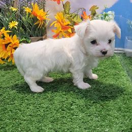 Ringo - White and tan male Maltese puppy in Aurora, Missouri from KnJ Precious Paws LLC