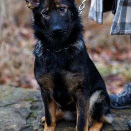 German Shepherd Puppies from Zwinger Vom Rabenauge