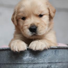 Golden Retriever and Labrador Retriever Puppies from Dublin Rise