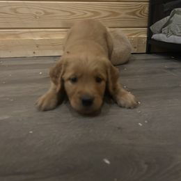 Golden Retriever Puppies from Apple Country Retrievers