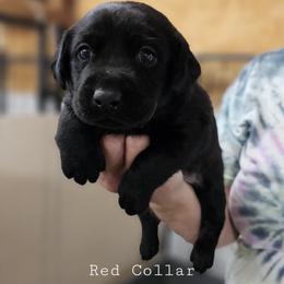 Red Collar - Black male Labrador Retriever puppy in Boyd, Minnesota from Lindley Labradors