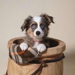 Girl 2 - Blue merle female Toy Australian Shepherd puppy in Fresno, California from Duarte's Paw Blessings
