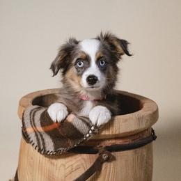 Girl 2 - Blue merle female Toy Australian Shepherd puppy in Fresno, California from Duarte's Paw Blessings