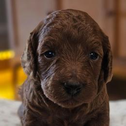 Elsa - Red female Cavapoo puppy in Glendale, Arizona from Cool Cavapoos