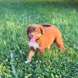 Girl 1 - Red tri female Miniature Australian Shepherd puppy in Arcadia, Indiana from Sunset Cowgirl Mini Aussies