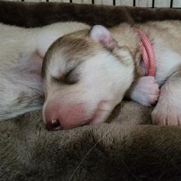Thumbalina, pink collar girl - Red and white female Alaskan Malamute puppy in Grayson County, Virginia from River Bend Malamutes