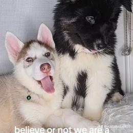 Siberian Husky Puppies from Springfield Huskies